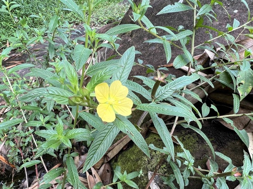 Mexican Primrose-willow