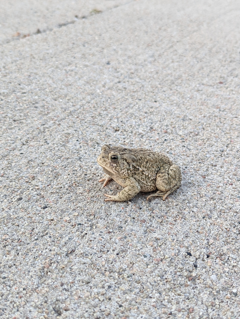 American Toad from Onawa, IA 51040, USA on June 05, 2022 at 06:57 AM by ...