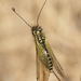 Libelloides ictericus corsicus - Photo 由 fauna_mirifica 所上傳的 (c) fauna_mirifica，保留所有權利