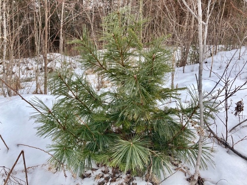 Korean pine