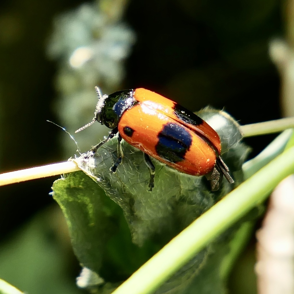 Clytra from Rathenaustraße, Stuttgart, BadenWürttemberg, DE on June 08