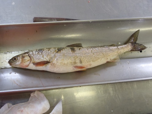 Round Whitefish