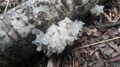 Tremella fuciformis image