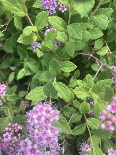 Spiraea japonica var. fortunei