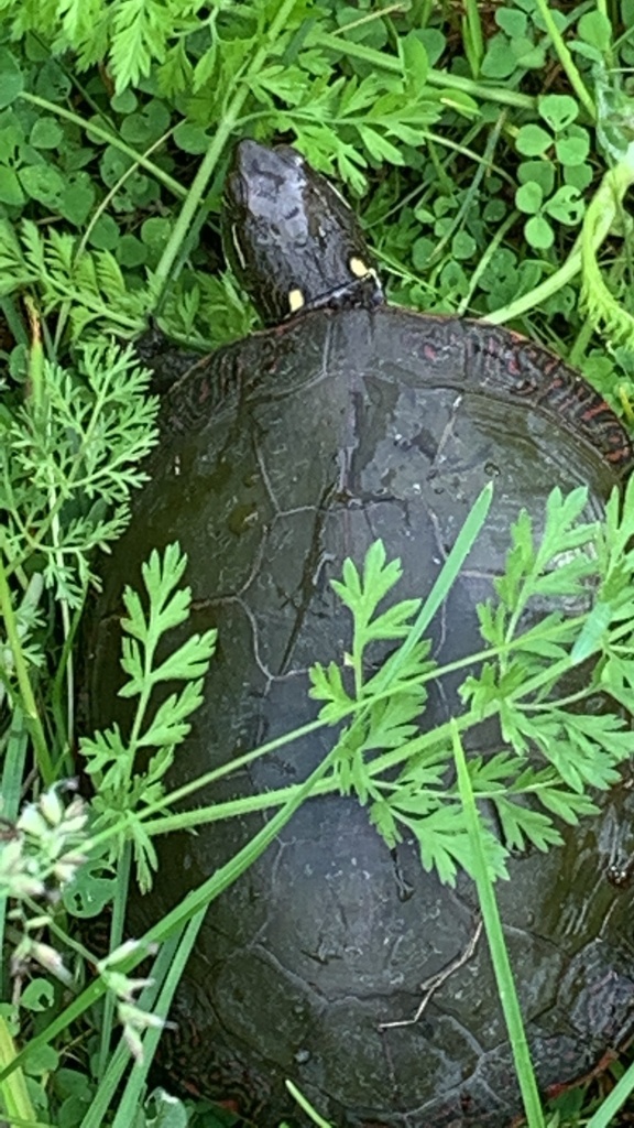 Midland Painted Turtle from Marlborough, Ottawa, ON, CA on June 08