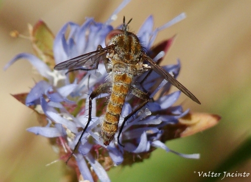 Amictus pulchellus