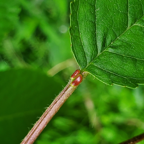 Paprastoji trešnė nuotrauka