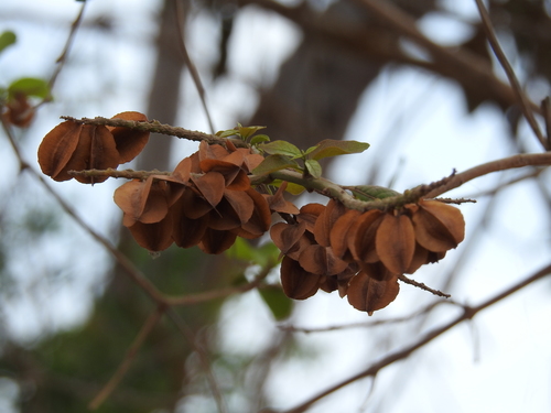 Combretum farinosum