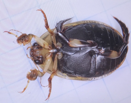 Lesser Diving-beetle