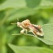 Phymata fasciata - Photo (c) Colby Baker, όλα τα δικαιώματα διατηρούνται, uploaded by Colby Baker