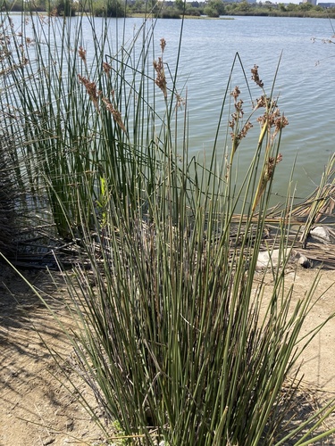 iNaturalist observation photo of Rushes