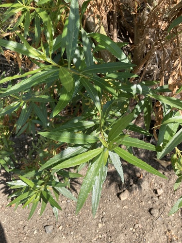 iNaturalist observation photo of mule fat