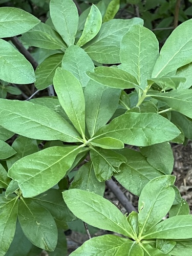 Western Azalea foliage