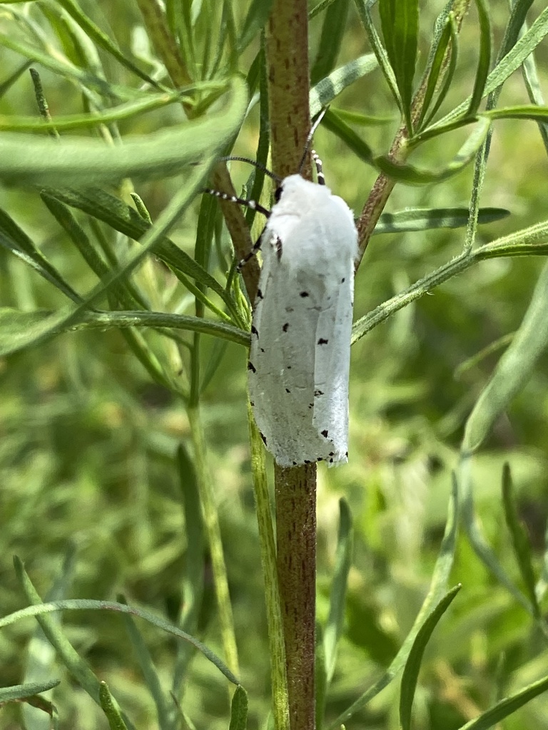 Salt Marsh Moth from Barnwell, SC, US on June 8, 2022 at 01:31 PM by ...
