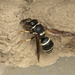 Walden’s Potter Wasp - Photo (c) Beth, all rights reserved, uploaded by Beth