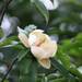 Magnolia fordiana - Photo (c) ritafoo, todos los derechos reservados, subido por ritafoo
