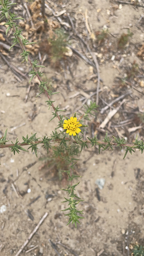 iNaturalist observation photo of southern tarplant