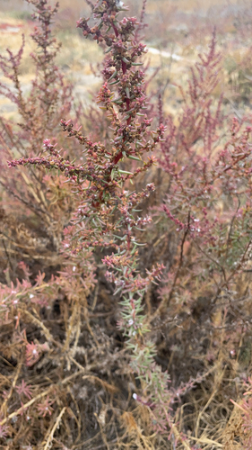 iNaturalist observation photo of Seepweeds