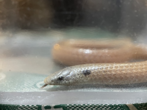 Sonora straminea