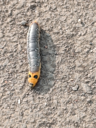 Oleander Hawkmoth