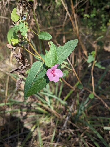 Urena australiensis