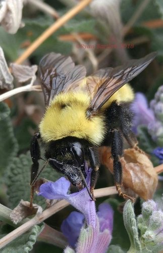 Golden Northern Bumble Bee