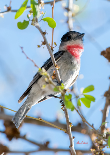 Rose-throated Becard