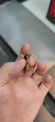Oriental Mole Cricket