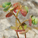 Euphorbia transtagana - Photo (c) Valter Jacinto, todos os direitos reservados