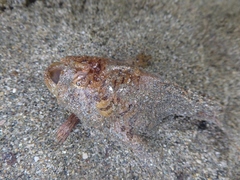 Hairy Frogfish
