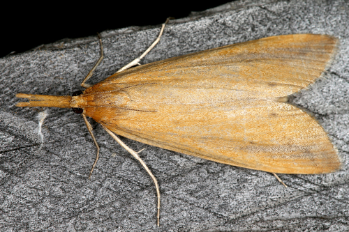 Schoenobius gigantella (Denis & Schiffermüller), 1775