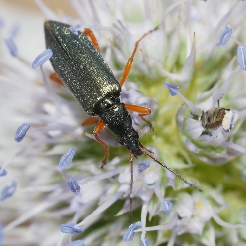 Stenostoma rostratum · iNaturalist