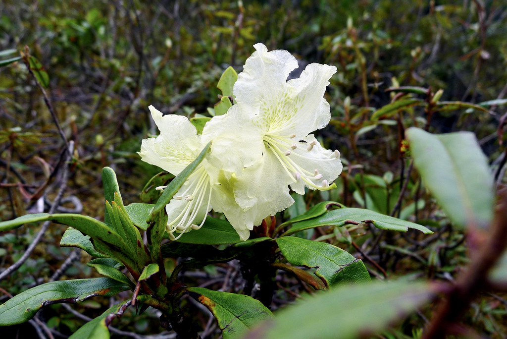 yellow-flowered rosebay (Rhododendron aureum)  iNaturalist