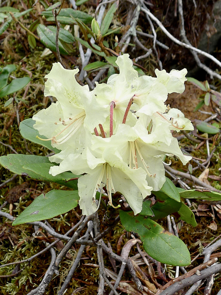 yellow-flowered rosebay (Rhododendron aureum)  iNaturalist