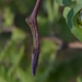 Aristolochia glossa - Photo (c) guadalupe_cornejo_tenorio, all rights reserved, uploaded by guadalupe_cornejo_tenorio