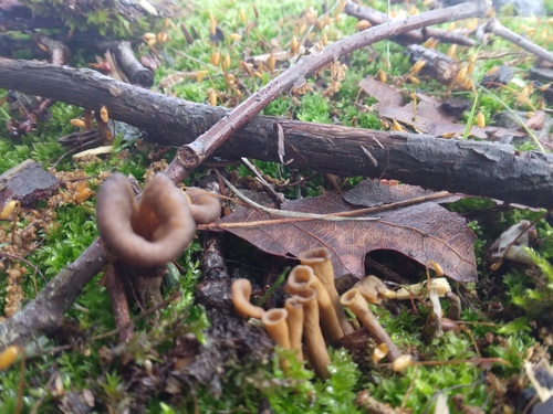 Eastern Black Trumpet