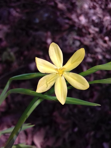 Sisyrinchium tolucense