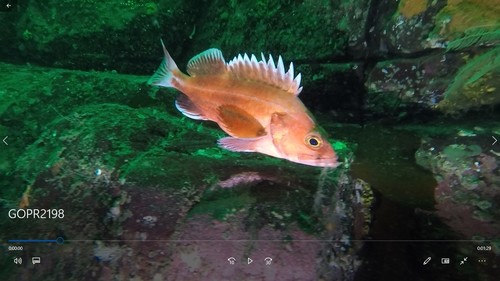 Yelloweye Rockfish