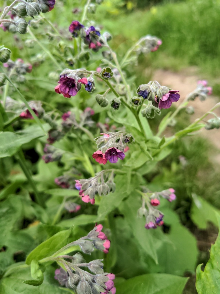 Cynoglossum officinale — a medium houseplant, prefers full sun light