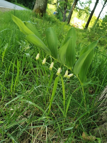 Scented Solomon's-seal