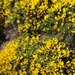 Ulex erinaceus - Photo (c) Valter Jacinto, all rights reserved