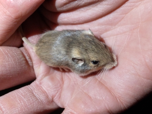 Silky Pocket Mouse