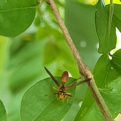 Agelaia centralis image