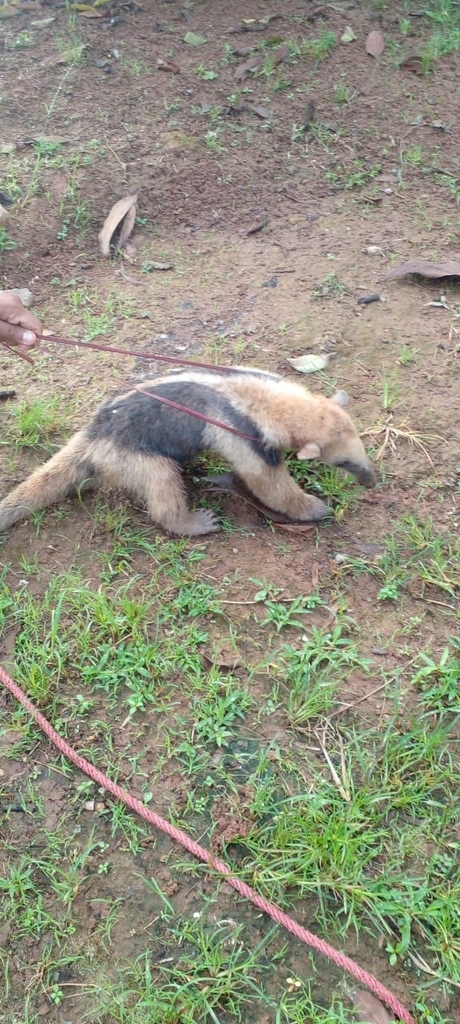 Northern Tamandua from Municipio Bonanza, Nicaragua on June 9, 2022 at ...