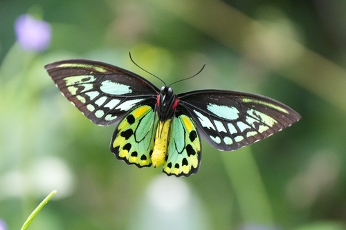 Subspecies Ornithoptera priamus macalpinei · iNaturalist