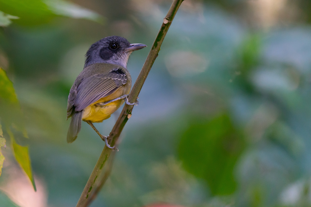 Plain Antvireo photo