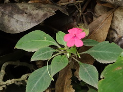 Impatiens walleriana image