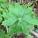 Mayapples - Photo (c) halifaxforager, all rights reserved, uploaded by halifaxforager