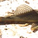 Hypostomus formosae - Photo (c) julianformosa, todos los derechos reservados