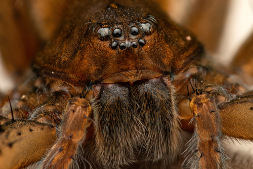 Fen raft spider